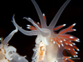   Flabellina  